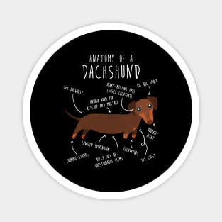 Chocolate and Tan Dachshund Dog Anatomy Magnet